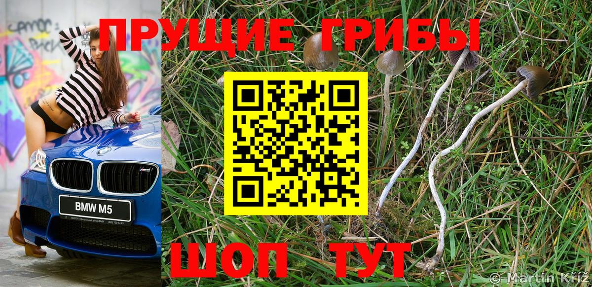 Псилоцибиновые грибы Psilocybine cubensis Тамбов